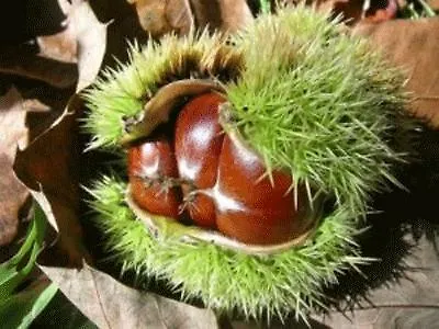 Amparo מוגאראז